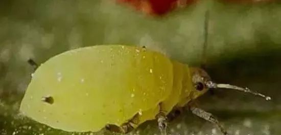 地下害虫的综合防治方法有哪些,地下害虫的主要防治方法是什么