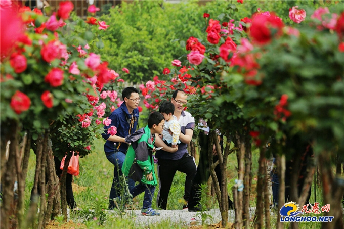 南京玫瑰园开园时间,满园春色关不住郁金香