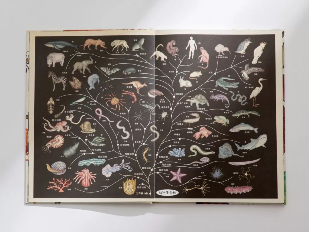 堪称一绝的野生动物画,世界动物画谱