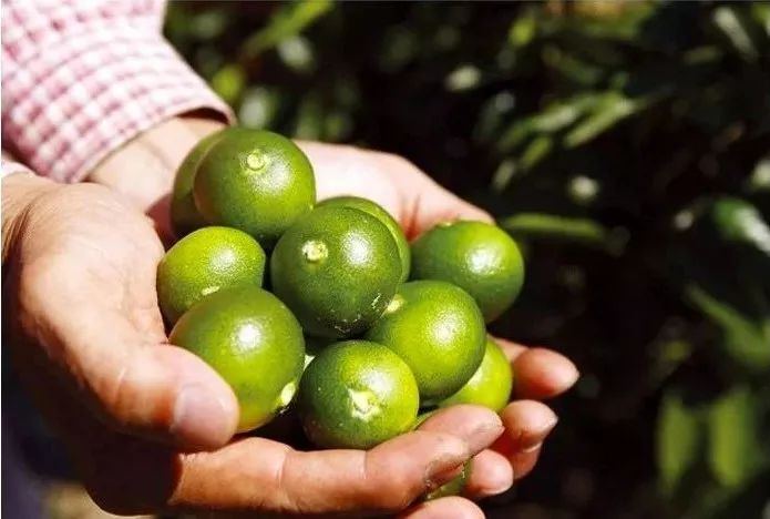 日本防脱生发增发密发育发液,脱发救星防脱育发洗发水