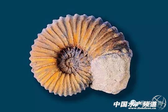 你会区分章鱼鱿鱼墨鱼和乌贼吗,八爪鱼章鱼鱿鱼墨鱼乌贼的区别