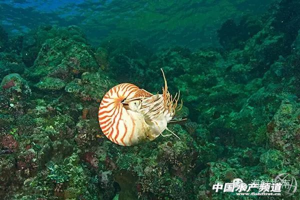 如何区分章鱼墨鱼鱿鱼,怎么区分章鱼乌贼墨鱼鱿鱼