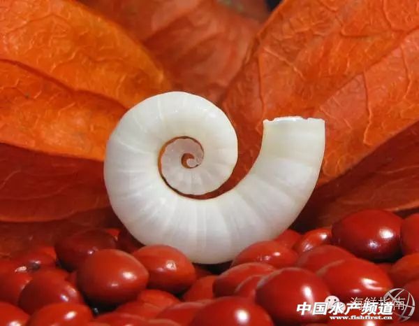 如何区分章鱼墨鱼鱿鱼,怎么区分章鱼乌贼墨鱼鱿鱼