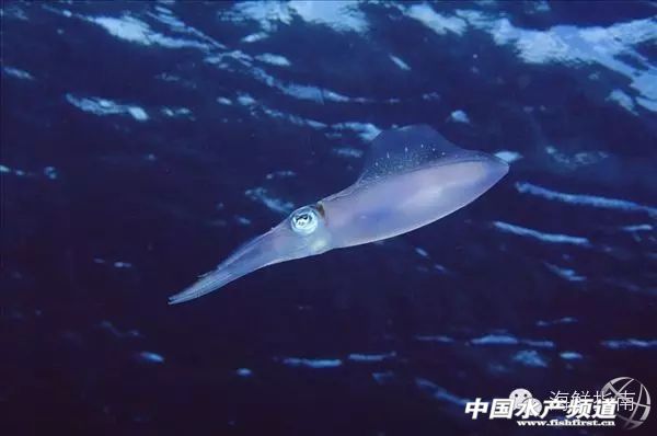 如何区分章鱼墨鱼鱿鱼,怎么区分章鱼乌贼墨鱼鱿鱼