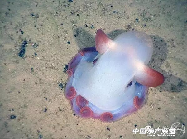 你会区分章鱼鱿鱼墨鱼和乌贼吗,八爪鱼章鱼鱿鱼墨鱼乌贼的区别