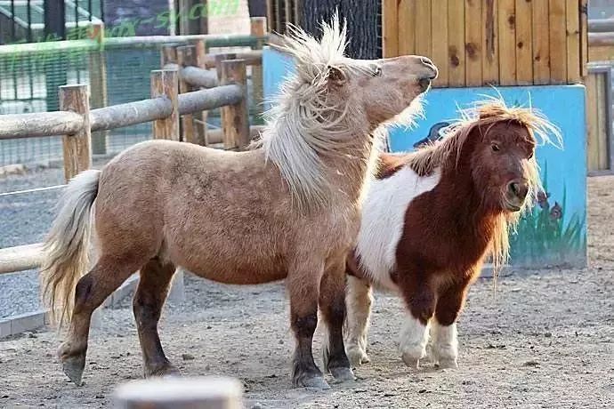 神奇动物巡展,昌吉环宇邻里中心