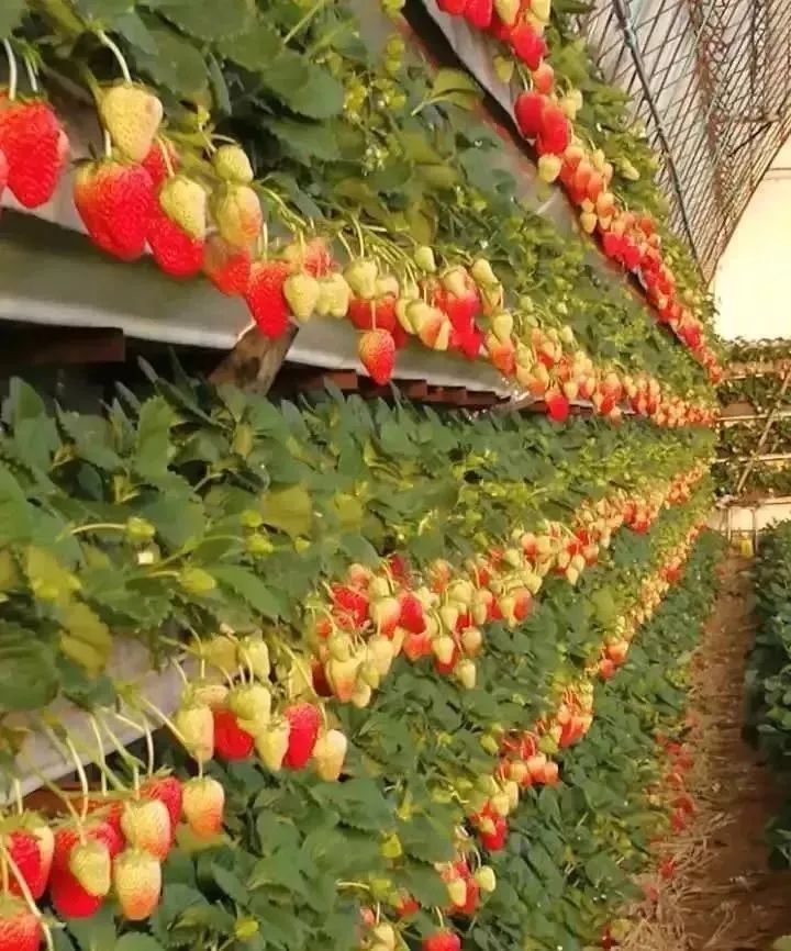 欢乐嘉年华团购19.9元万达,51欢乐马戏嘉年华