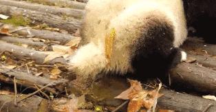 【荐读】熊猫：萌啥子哟，我是要雄起！