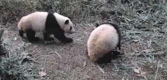 【荐读】熊猫：萌啥子哟，我是要雄起！