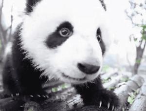 熊猫萌啦,熊猫萌