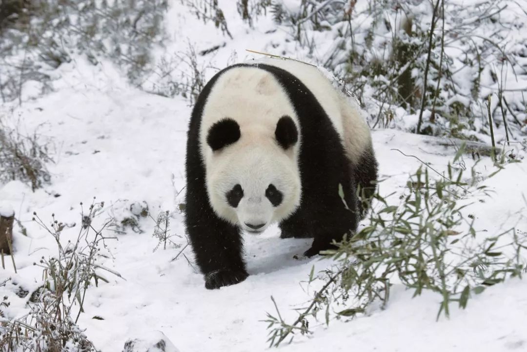 你才可爱你全家都可爱出处,你才可爱你全家都可爱怎么回