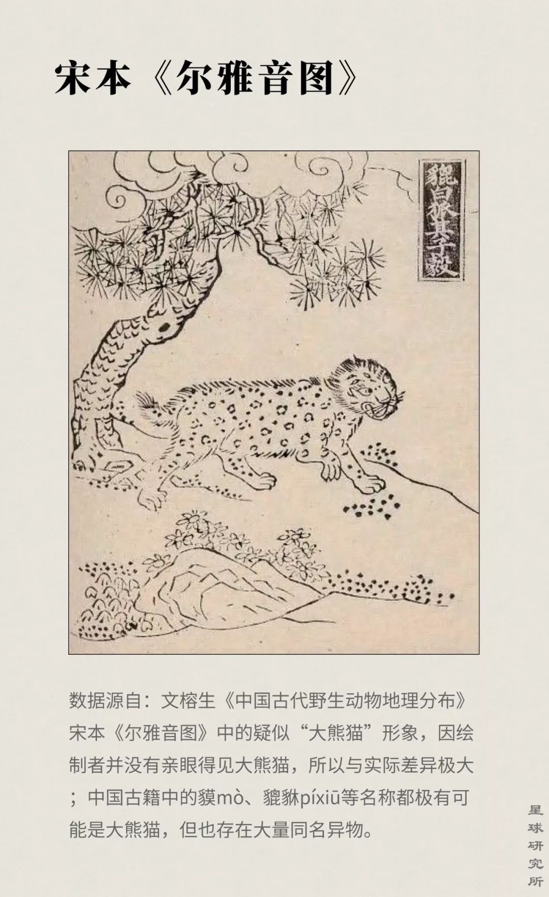 熊猫萌啦,熊猫萌化