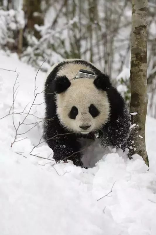 熊猫萌啦,熊猫萌