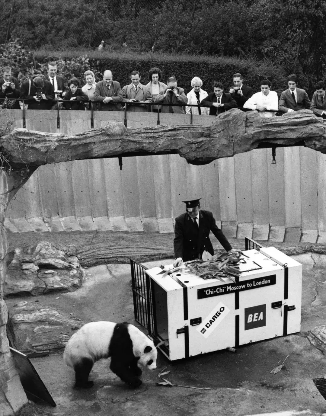 【荐读】熊猫：萌啥子哟，我是要雄起！