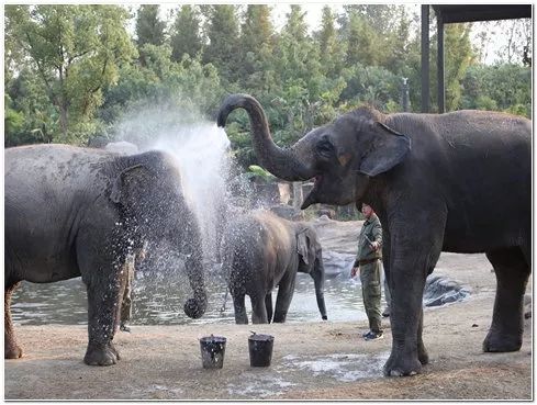 去处｜你真的知道怎么玩转上海野生动物园吗？最全指南在这里！