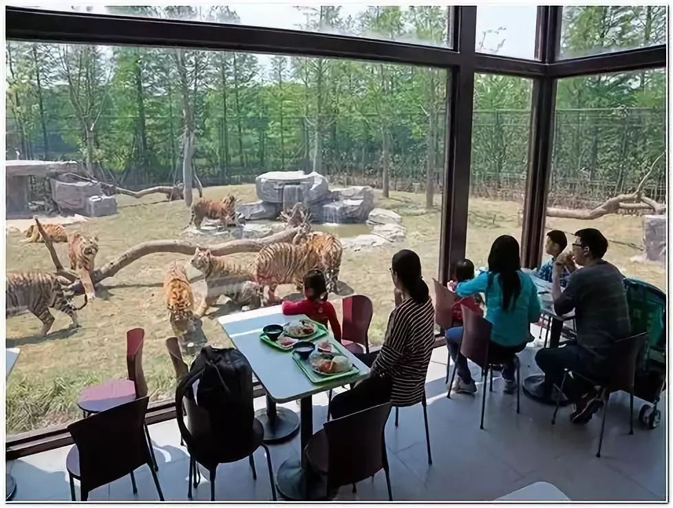 去处｜你真的知道怎么玩转上海野生动物园吗？最全指南在这里！