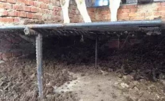 养牛新技术教学,养牛怎么养才能让牛快速生长