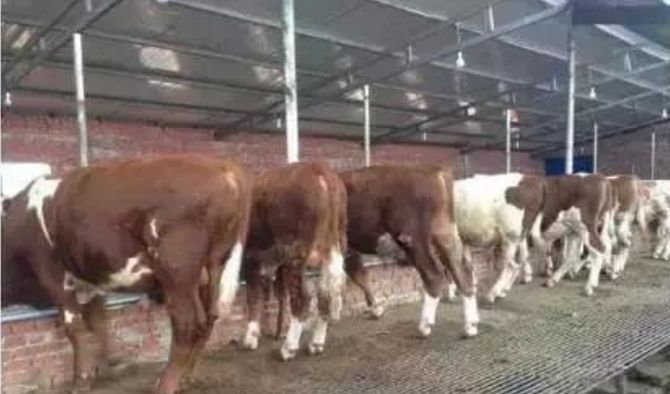 养牛新技术教学,养牛怎么养才能让牛快速生长