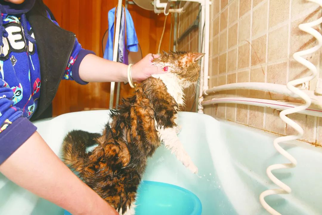 猫咪洗澡水温多少度,猫咪洗澡的正确方法