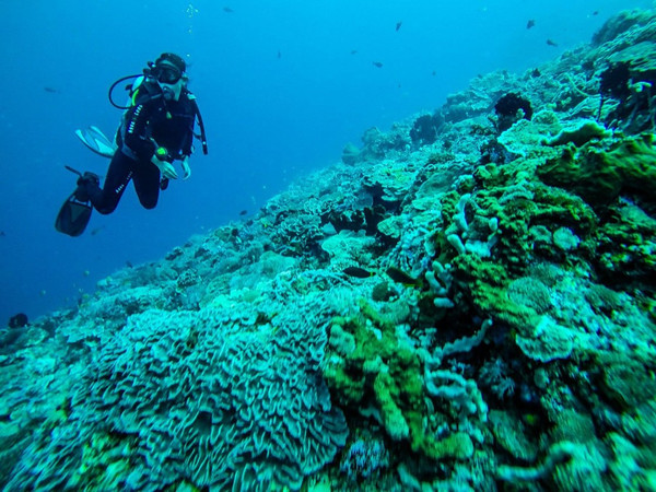 巴厘岛潜水之旅,巴厘岛潜水风景图