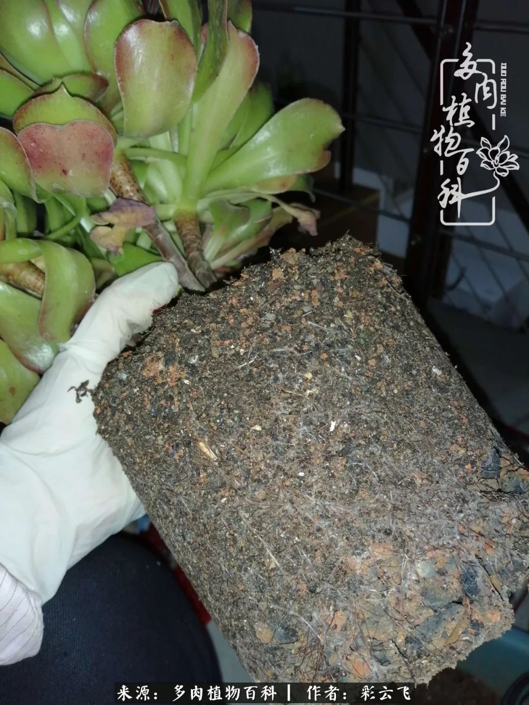 爱春天,爱阳光,爱法师!让我们一起跳法师坑吧!