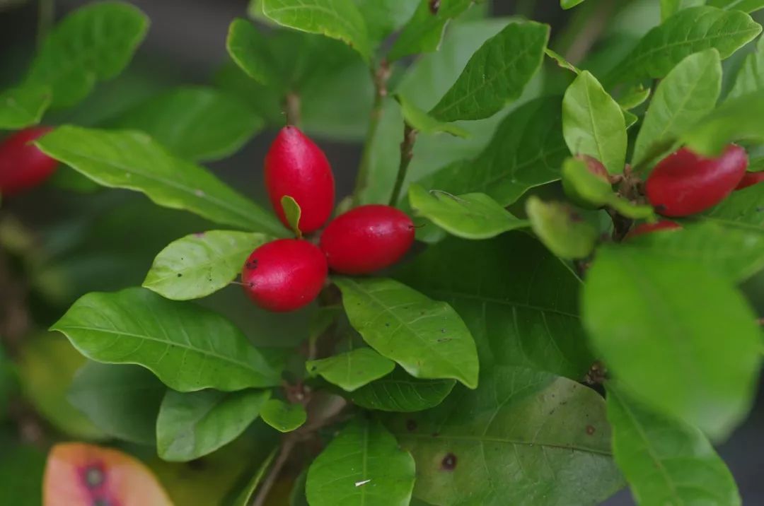 喜欢吃榴莲的人有钱,真正爱吃水果的人