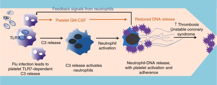《自然》子刊：“吃货”血小板！科学家发现血小板能吞噬血液中的流感病毒，促进NET释放，或为流感增加心梗风险原因丨科学大发现