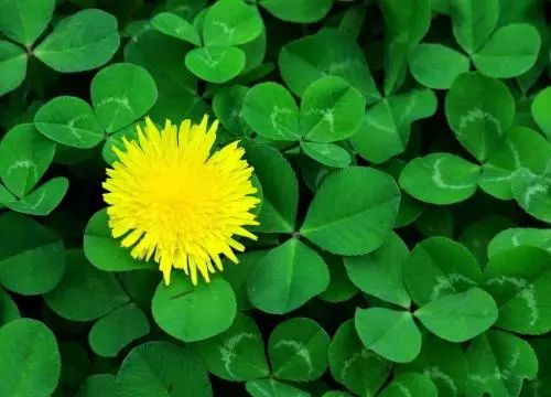 背熟这些段落，状物作文不用愁|名家怎样状景描物（20篇作家名篇）