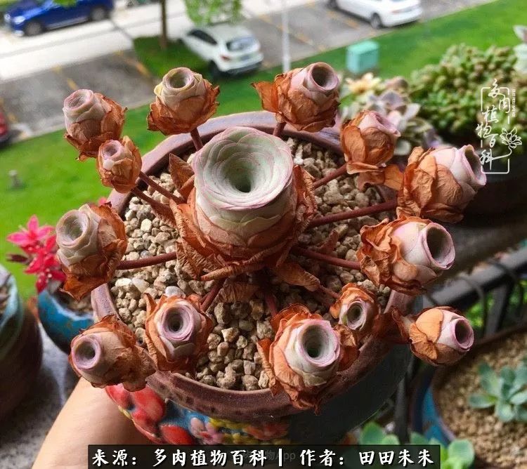 玫小青,7月份了山地玫瑰该怎么养