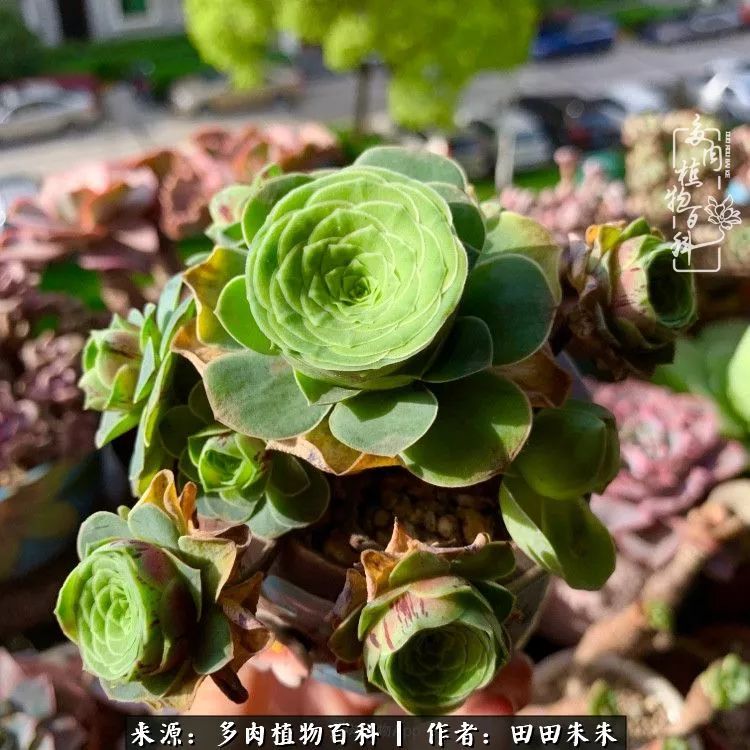 玫小青,7月份了山地玫瑰该怎么养