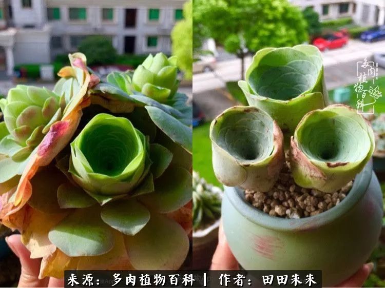 玫小青,7月份了山地玫瑰该怎么养