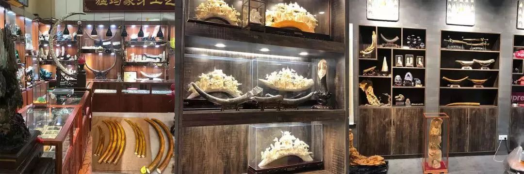 猛犸象牙收藏合法 (象牙与猛犸象牙收藏)