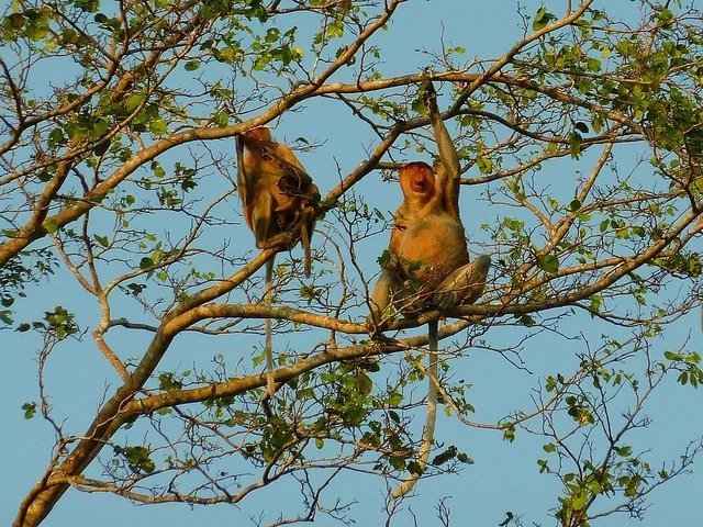亚庇值得去吗,亚庇看日落餐厅