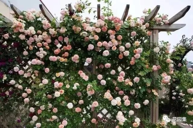 露台如何打造月季花墙,月季花墙图片大全欣赏