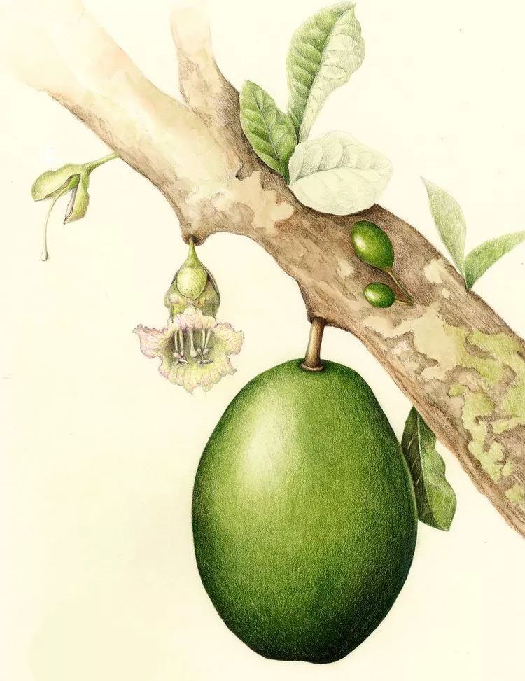 今日立夏愿我们都如夏花般绚烂,今日立夏愿我生如夏花