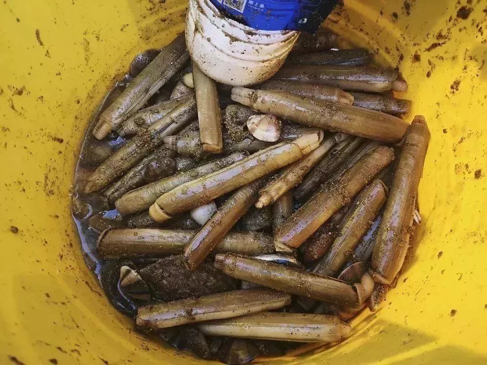 @秦皇岛人休渔期没海鲜?别担心,还有这些新鲜海货可以吃!