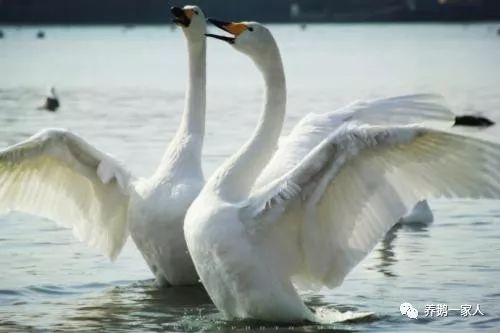 怎样预防鹅苗啄毛,育雏高温导致鹅苗干脚