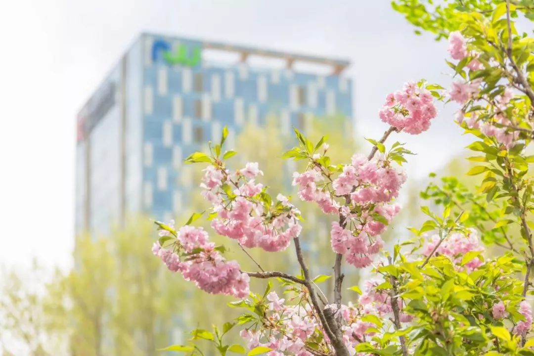 沈阳免费看樱花的景点,沈阳长白岛公园赏樱花