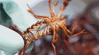 狂舔手指不能停！簋街仔仔小龙虾超值抢购来啦！仅66元抢原价150元给力虾双人套餐！满分的味道，极致的享受！快来pick一下！