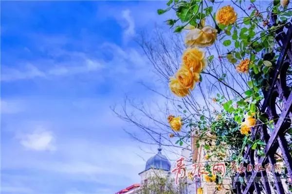 闈掑矝缁濈編鐎戝竷,闈掑矝绱壊鐎戝竷