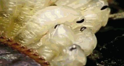 什么武器才能消灭蟑螂,制造消灭蟑螂的大型武器