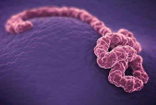 日本发现新型病毒传播途径,日本新型传染病毒