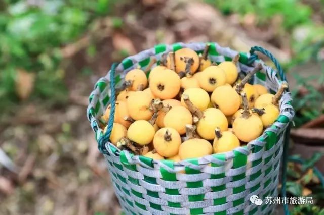 东山枇杷价格最新行情,东山枇杷今日价格