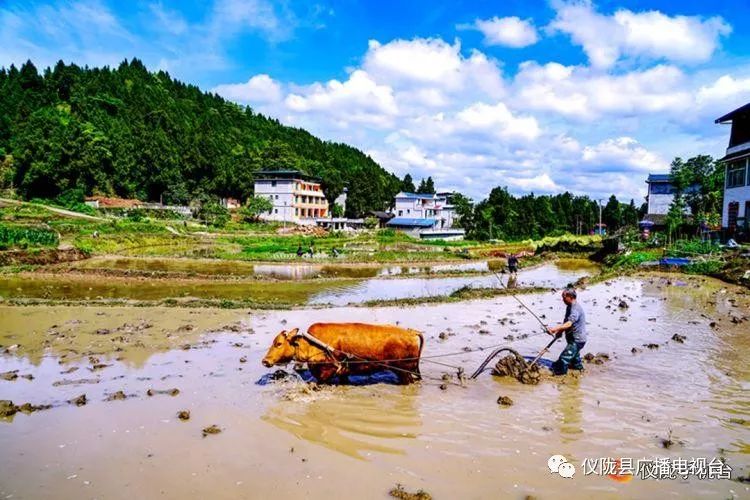 插秧感人的经历,插秧是一年中最重要的事儿