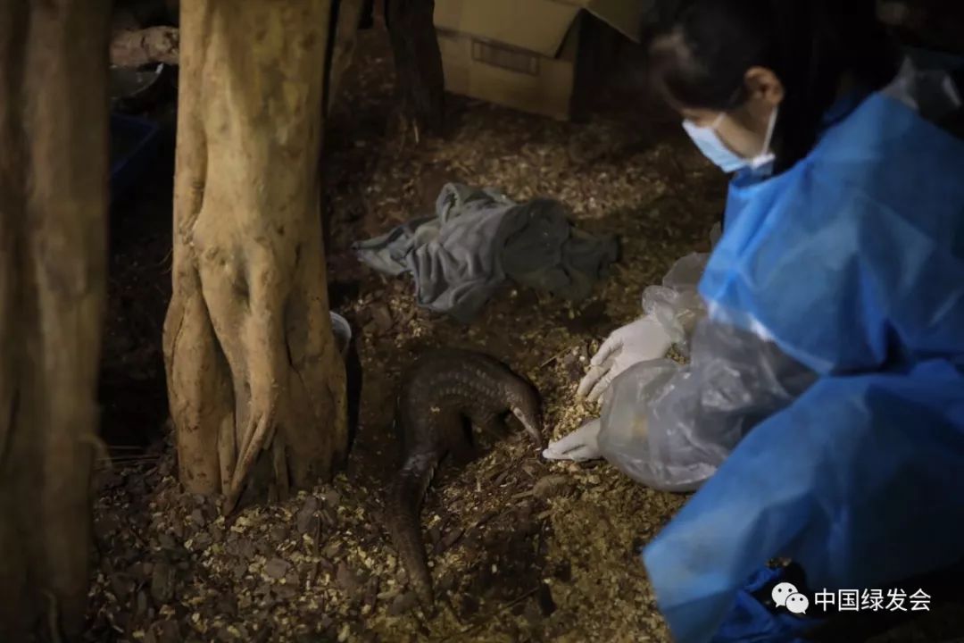 蜱虫黑虫,蜱虫天敌红蚂蚁