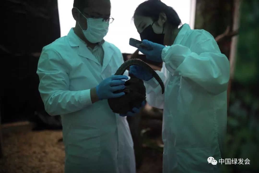 蜱虫黑虫,蜱虫天敌红蚂蚁