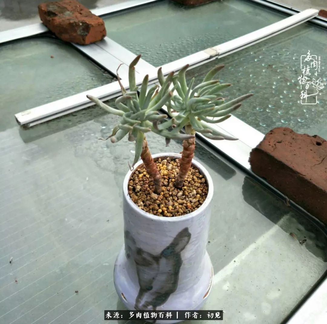 从开始养多肉就对多肉疯狂热爱,多肉美肉控养方法