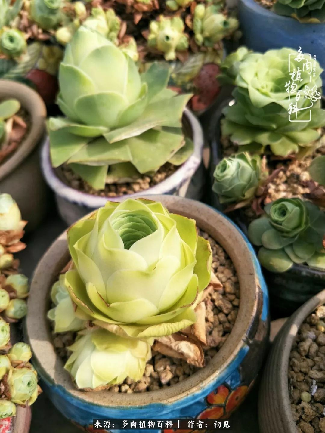 从开始养多肉就对多肉疯狂热爱,多肉美肉控养方法