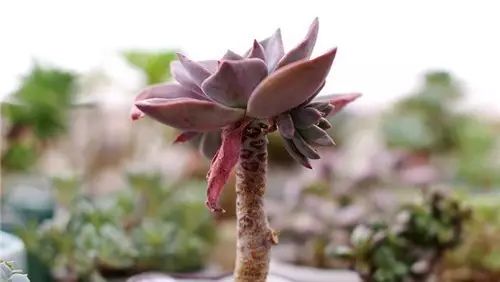 多肉老桩怎么才能更好看,紫珍珠多肉老桩可以用全颗粒土吗