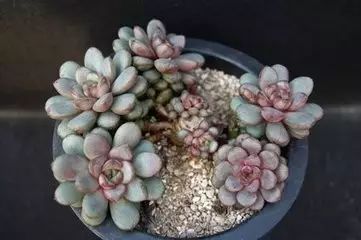 多肉老桩怎么才能更好看,紫珍珠多肉老桩可以用全颗粒土吗